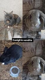 Conigli nani