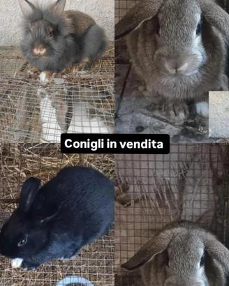 Conigli nani