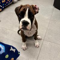 Cucciolo di boxer tigrato