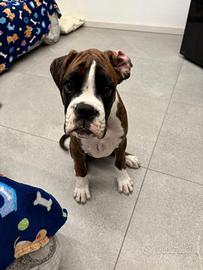 Cucciolo di boxer tigrato