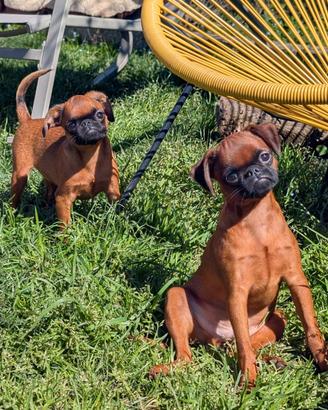 Cuccioli Brabantino
