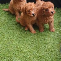 Barboncino fulvi small