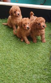 Barboncino fulvi small