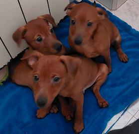 Cucciolo pinscher - pincer