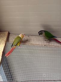 Pappagalli