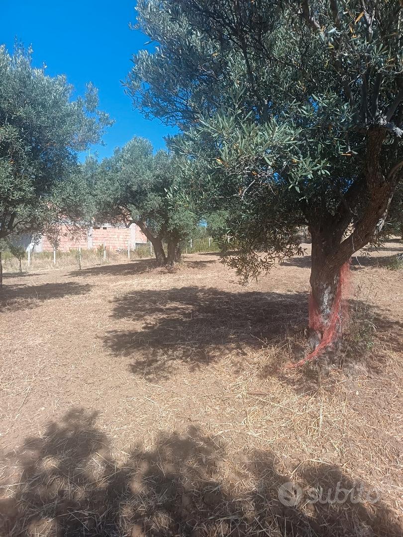SIANO Contrada S. Domenica - Terreno agricolo - Vista 4