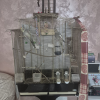 Calopsiti allevate a mano con gabbia e accessori