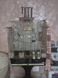 Calopsiti allevate a mano con gabbia e accessori