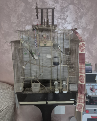 Calopsiti allevate a mano con gabbia e accessori