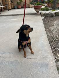 Pinscher maschio
