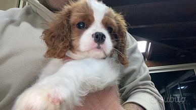 Cavalier king con pedigree