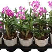 Dendrobium Berry Oda Kingianum