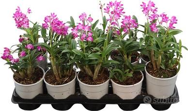 Dendrobium Berry Oda Kingianum