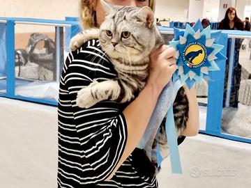 Gatto Scottish British monta accoppiamento