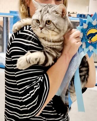 Gatto Scottish British monta accoppiamento