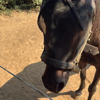 Trotter Italiano di 6 anni