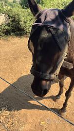 Trotter Italiano di 6 anni