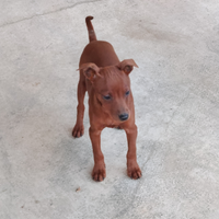 Cucciolo di Pinscher nano maschio