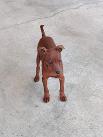Cucciolo di Pinscher nano maschio