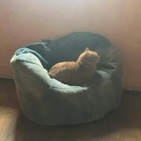 Poltrona a sacco per gatti o cani di stazza media