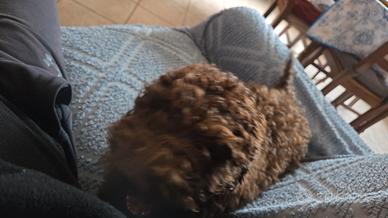 Lagotto Romagnolo con pedigree