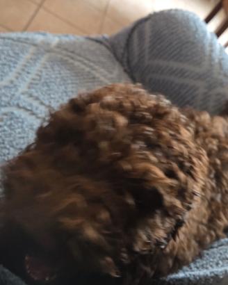 Lagotto Romagnolo con pedigree