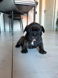 Cuccioli bulldog francese bringe