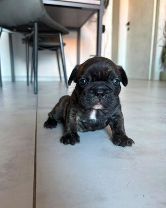 Cuccioli bulldog francese bringe