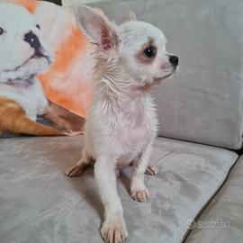 Maschietto di chihuahua