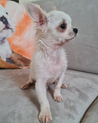 Maschietto di chihuahua