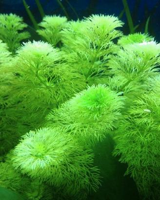 piante acquario 10 pezzi di Sessiflora