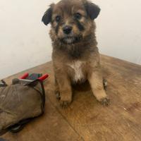 Mix cuccioli vogliono amore