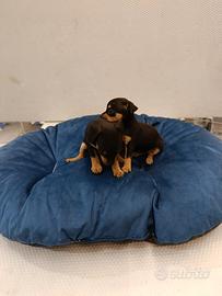 Cuccioli di pincher chihuahua