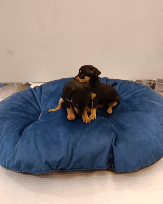 Cuccioli di pincher chihuahua
