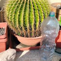 Echinocactus grusonii (cuscino della suocera)