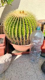 Echinocactus grusonii (cuscino della suocera)