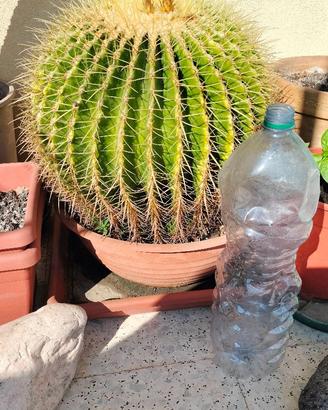 Echinocactus grusonii (cuscino della suocera)
