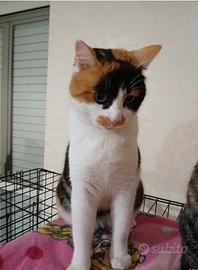 Musetta gatta 2 anni