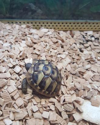Tartarughe da terra
