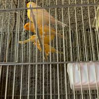 Canarini Guspini (SU) Sardegna