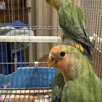 Pappagalli inseparabili