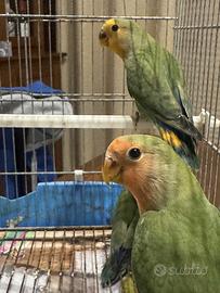 Pappagalli inseparabili