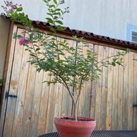 Bonsai lagerstroemia rubra