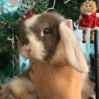 Ultimo ariete minilop