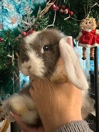 Ultimo ariete minilop