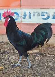 Polli razza Barbezieux