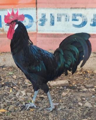 Polli razza Barbezieux