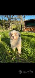 Cuccioli di pastore australiano