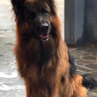 Pastore tedesco per monta