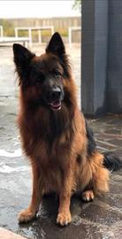 Pastore tedesco per monta